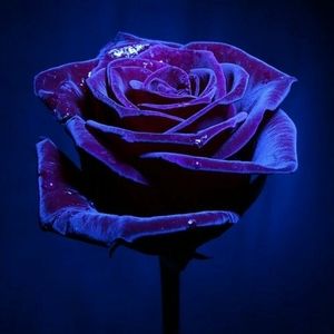 Meet your Posher, Aracely